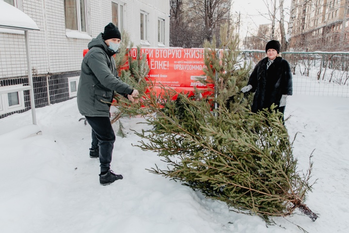 В Химках открылись пункты приёма новогодних елей