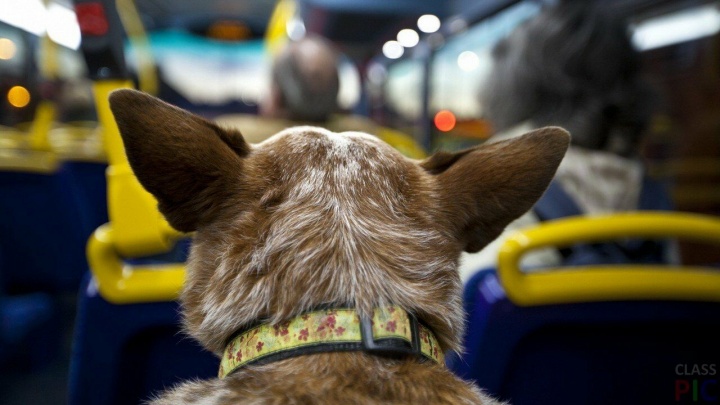 Жителям Химок напоминают правила перевозки животных в автобусах «Мострансавто»