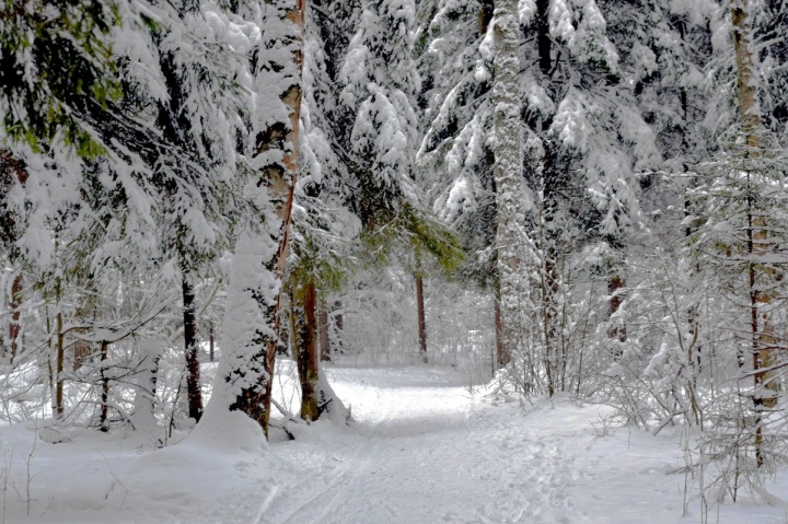Жители смогут самостоятельно срубить новогоднюю ель в двух лесных питомниках с 18 декабря