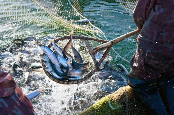О рыболовстве и сохранении водных биологических ресурсов в Подмосковье
