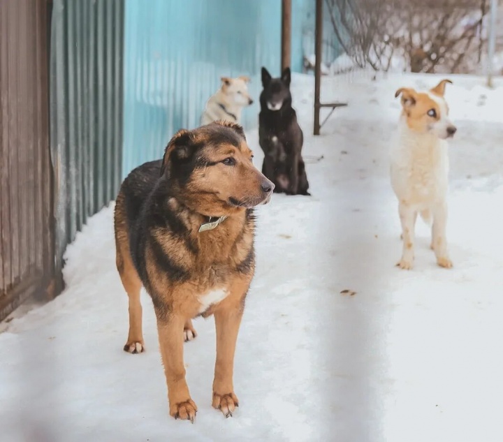В одном из городских пабликов появилась информация об укусах собакой горожанина на улице Гоголя 7а