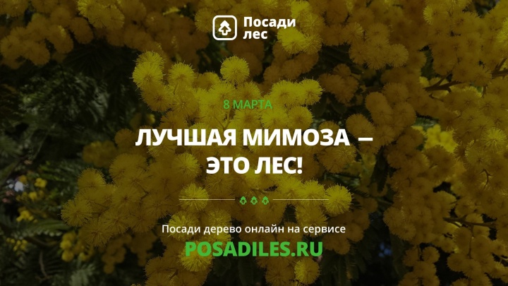 Жители Подмосковья смогут участвовать в акции к 8 марта «Лучшая мимоза – это лес»